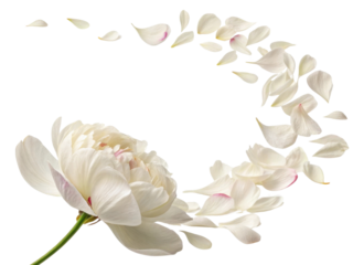 beautiful peony flower with delicate petals gracefully falling around it creates serene and elegant atmosphere