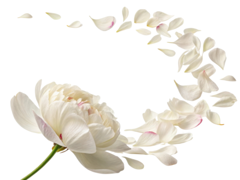 beautiful peony flower with delicate petals gracefully falling around it creates serene and elegant atmosphere