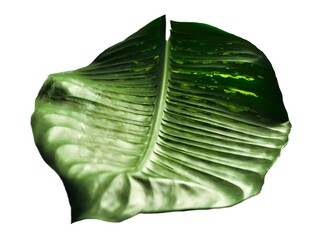 Plant leaf art. Dieffenbachia plant leaf fragments. Composed abstract artistic futuristic image....