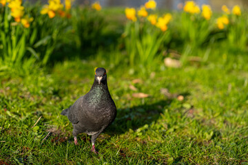 Pigeon Amid Daffodils - Spring Harmony