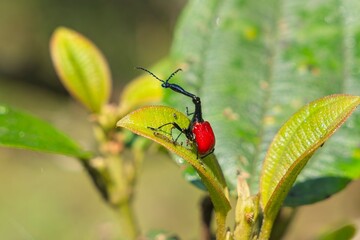 Red and black male giraffe weevil crawling across verdant foliage in madagascar rainforest ecosystem