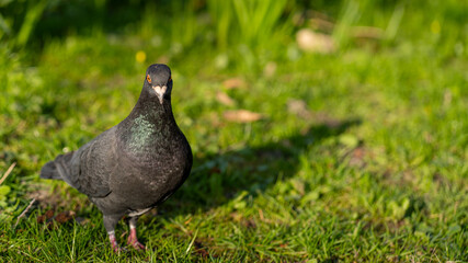 Pigeon on Green Grass - Serenity in Nature