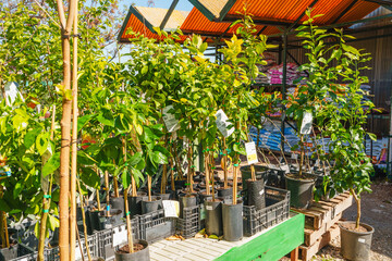Young fruit trees waiting to be planted at a sunny garden center.