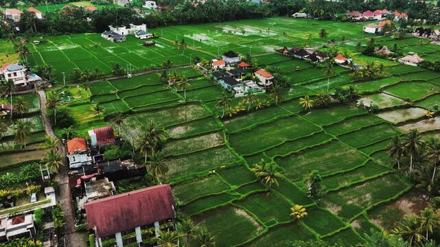 Aerial view of Mancingan rice fileds in Mancingan village, Ubud, Bali, Indonesia
