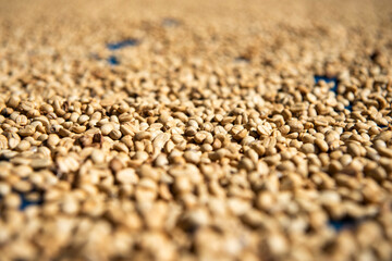 THAILAND PHRAE BAN NAKHUHA VILLAGE COFFEE