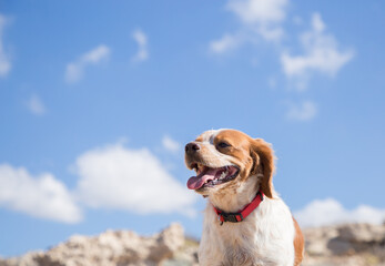 Portrait of a happy, cheerful, healthy young white and red Russell Terrier against the sky. Faithful friend, beloved pet. Walk in nature
