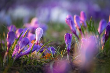 Purple crocuses blooming in early spring, captured in warm golden hour light.