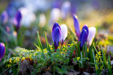 Violet and white crocuses emerging from forest ground in early spring sunshine.