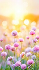 Sunset Blooms: A vibrant field of pink wildflowers basks in the soft glow of a sunset, capturing the delicate beauty and ethereal ambiance of nature's twilight embrace.