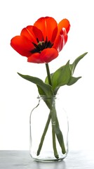 Red tulip in a jar with leaves on a table, in bright light, against a white backdrop, for nature themes