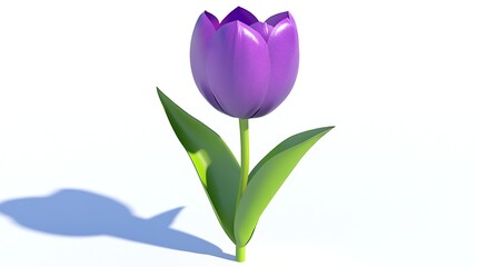Purple tulip blossom with vibrant green leaves. Blooming flower on white background for decoration