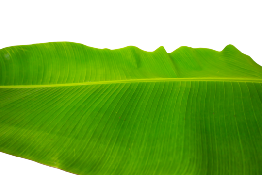 Banana Leaf isolated on transparent background