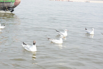 Seagulls float on the surface of the water at varansi Ganga river