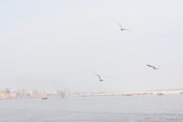 Seagulls float on the surface of the water at varansi Ganga river