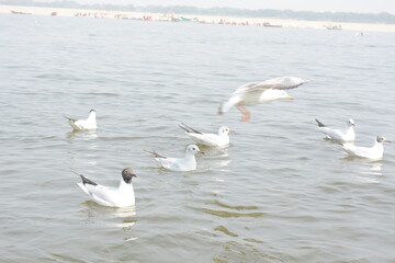 Seagulls float on the surface of the water at varansi Ganga river
