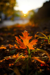 maple leaf in the morning autumn sun 