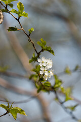 Flowers in the woods