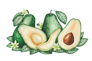Avocado composition. Watercolor illustration. Hand painted green avocado, whole, cut in half with brown seed, leaves, flowers. Raw, ripe fresh alligator pear. Isolated clip art