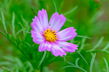 Fototapeta premium ピンクと白のコスモスの花