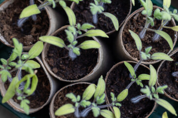 Close Up of Tomato Seedlings in Recycled Paper Pots