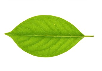 Obraz premium Isolated single green leaf with prominent veins against a clean white background in close up view