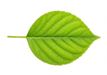 Fototapeta premium Close up of a single green leaf with prominent veins isolated on a white background in studio shot
