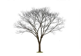 A bare tree with many branches reaching upwards against a stark white background in winter season