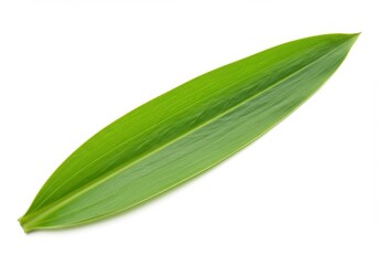 Fototapeta premium A single green leaf with prominent veins isolated on a white background in a studio shot image