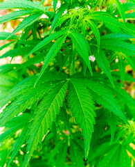 Cannabis leaves hemp or marijuana plant at outdoor cannabis farm field. Hemp plants used for CBD and health
