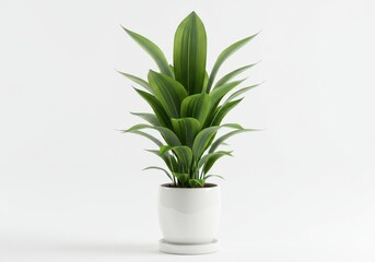 A vibrant green plant with long leaves in a white ceramic pot on a clean white background space is shown