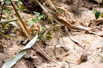 Dry environment revealing nature's resilience in a cracked earth landscape close-up view natural habitat detail focus