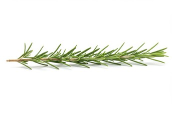 Fototapeta premium A single sprig of rosemary lying horizontally on a white surface in a studio setting, close up view