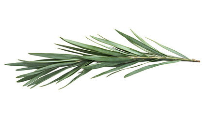 Fototapeta premium Lush Green Christmas Tree Branch with Long Needles Isolated on White Background