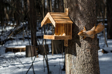 A beautiful red squirrel in spring at a wooden feeder. Feeding animals in early spring. Beautiful...