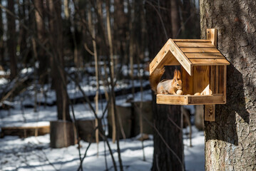A beautiful red squirrel in spring at a wooden feeder. Feeding animals in early spring. Beautiful diffused sunlight.