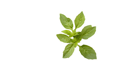 Fresh Basil Herb Isolated on White Background for Culinary Concept