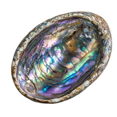 Glossy abalone shell with iridescent colors and smooth interior surface, isolated on transparent background, ideal for natural or oceanic design themes.