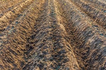 field prepared for sowing and tracks of tractor tires on farm, a plowed field in the countryside. The plough is a technique used in agriculture to fertilize a land