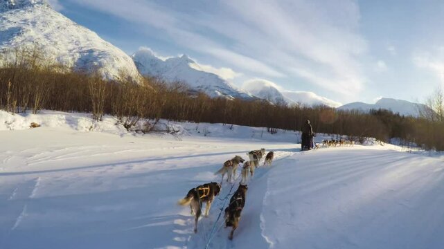 A person rides a dog sled team along a snowy trail surrounded by bare trees and towering snow-covered mountains under a clear blue sky near Troms&oslash;, Norway