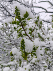 Spring buds covered in fresh snow, selective focus. Close-up of green leaves and lilac buds in unexpected snowfall. Seasonal contrast, nature background, climate change, winter in spring