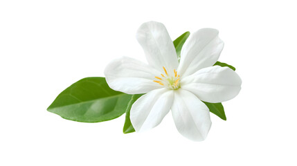 Obraz premium Beautiful Jasmine Flower on White Background - Minimalist Floral Composition