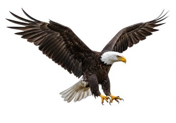 Obraz premium A bald eagle with its wings spread wide against a plain white background in a studio shot image
