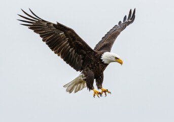 Obraz premium A bald eagle soars gracefully with its wings spread wide against a bright white background sky above