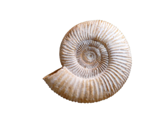 Ammonite