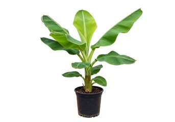 A banana plant with green leaves in a black pot isolated on a white background in a studio shot