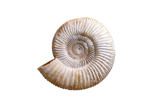 Ammonite