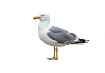Obraz premium A side profile of a seagull standing on its feet with a white background in a studio setting view