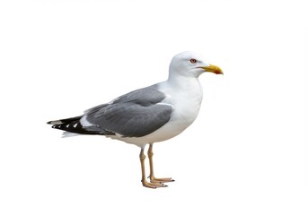 Obraz premium A seagull standing isolated against a white background in a studio shot with its full body visible