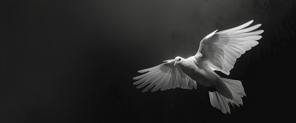 White_Dove_in_Flight_