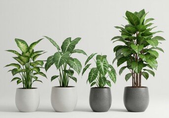 Fototapeta premium Four potted plants with green leaves in white and gray pots against a white background studio shot